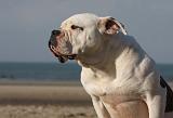 BOULEDOGUE AMERICAIN 220